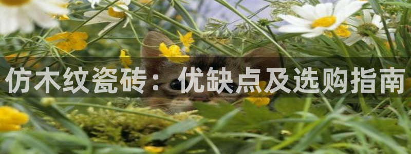 杏鑫平台测速