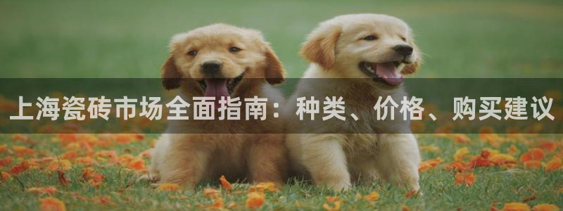 杏鑫平台注册登录