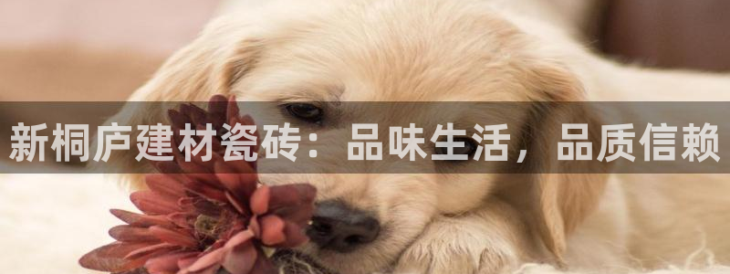 杏鑫平台代理怎么样可靠吗