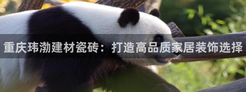 杏鑫平台代理注册流程图